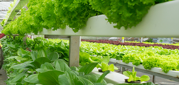 Data Science applied to Vertical Farming: the future of sustainable farming